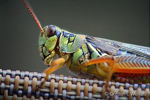 Grasshopper Closeup_54245.50.jpg - Photographed at Smiths Falls, Ontario, Canada.